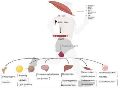 Irisin: An anti-inflammatory exerkine in aging and redox-mediated comorbidities